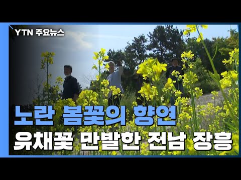 노란 봄꽃의 향연... 유채꽃 만발한 전남 장흥 / YTN