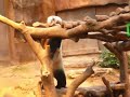 Panda at Ocean Park