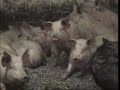 Undercover footage from Treburgett Piggery, Cornwall