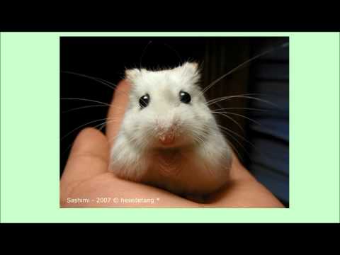 Imagen de previsualización de YouTube