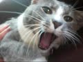 Screaming Cats