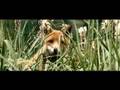 Der Fuchs und das Mädchen