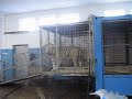 White Tigers 1 White Tigers 1