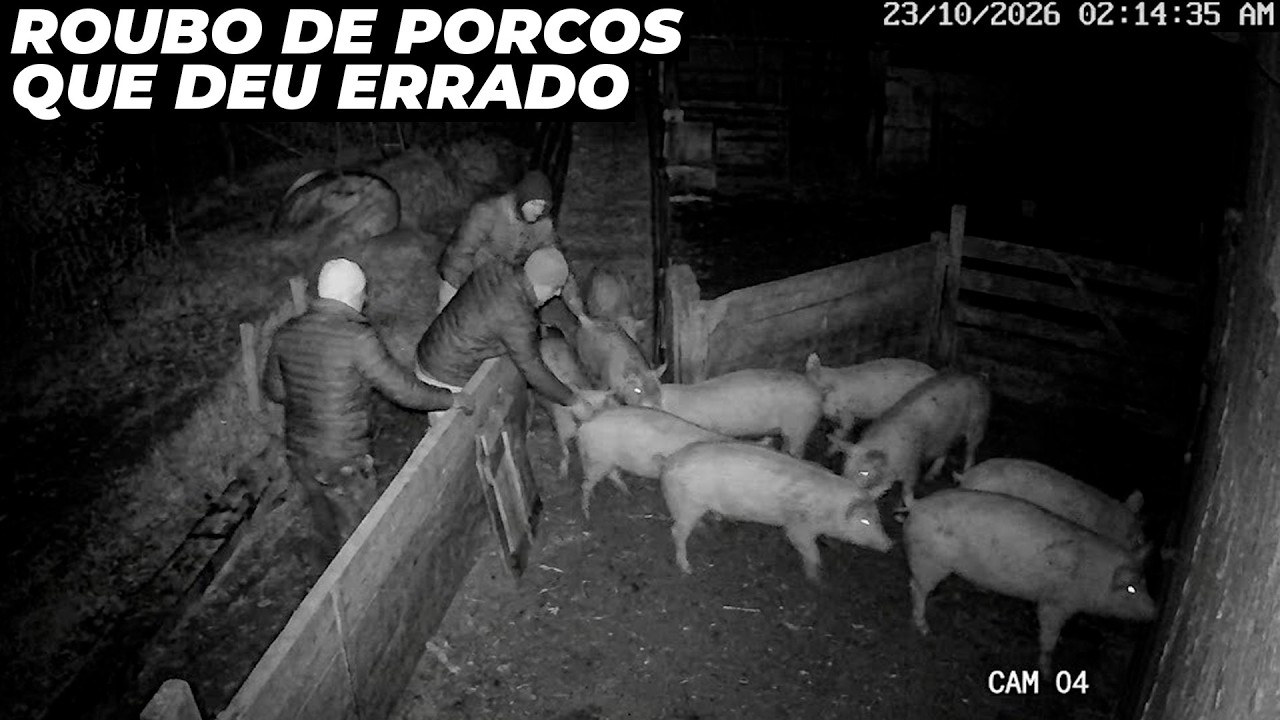 Ladrões roubam porcos de fazenda mas derrubam no caminho