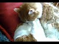 Huck Cleaning Jim On The Sofa - 13 August 2008 Huck Cleaning Jim On The Sofa - 13 August 2008
