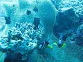 モルディブ ヴィルー・リーフ http://www.pandamode.com