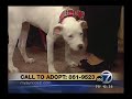 ABC Channel 7 Animal Services Segment 12.16.09