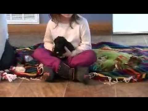 Mari black female cockapoo