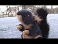 Squirrels Just Wanna Have Fun Squirrels Just Wanna Have Fun