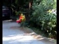 Big Red skateboard