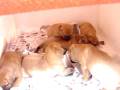 videos de tosa inu cachorros 2008