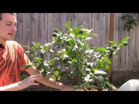 how to grow an lemon tree