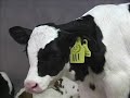 Milk Fed Veal raising