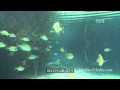 Stock Footage; Bream or... :: High quality underwater HD video of bream, bluegill, sunfish swimming... View Video