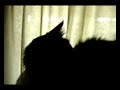 Bushy fights with toy