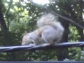 coming soon! Silver Spring Fortean coming soon! Silver Spring Fortean