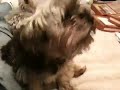 Talking Dog