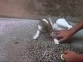 videos de Energetic Carina 3