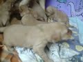 2009 Goldendoodles 2 weeks old