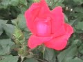 Click here to watch this video Spring Behind II Brian Leung's Yard
