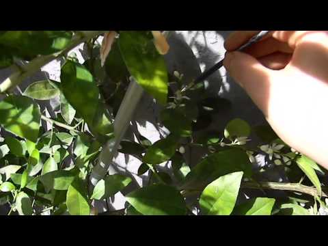 how to fertilize key lime tree