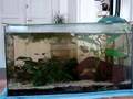 akvarium