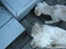 Truffy and Chanel. Detective work!