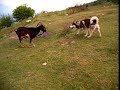 maksi dhe cjapi