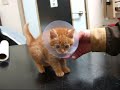 ★ちびライオン はじめてのお散歩 猫の里親会1月24日来て見て触って