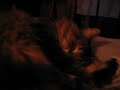 Willie snoring and twitching