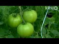 Suzanne and Tony Piccola: Central Texas Gardener Suzanne and Tony Piccola: Central Texas Gardener