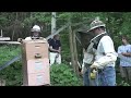 Working alongside members of several Ojibwa tribes, at-risk teens with the US Forest Service-sponsored Zaagkii Wings and Seeds Project in Michigan's Upper Peninsula will continue protecting pollinators during 2010 by helping to build the first-ever native species plants greenhouse on an American Indian reservation and hope to trace the Mexico Monarch migration. During the summers 2008-2009, some 23 at-risk teens from Marquette, MI planted/distributed over 26000 native plants seeds, helped transplant hundreds of native plant seedlings, hiked through remote forests with Zaagkii Project Native American college interns to learn importance and uses for native species plants, and have built and painted 36 mason bee houses and 18 butterfly houses with one of each placed by the USFS in The Peoples Garden at US Department of Agriculture Headquarters, National Mall, Washington, DC. The Zaagkii Project is sponsored by the nonprofit Cedar Tree Institute, Keweenaw Bay Indian Community (KBIC), the United States Forest Service (USFS) and Marquette County Juvenile Court. The at-risk teens put in 1786 hours of community service working on the Zaagkii Project. In 2010, the youths will help the Keweenaw Bay Indian Community and the USFS build a native plants greenhouse near the shores of Lake Superior, the first time such a greenhouse has been built on tribal property in the US KBIC 