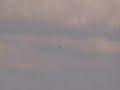 Bald Eagle Flight