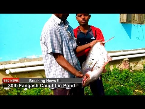 sylhet - Catching fish using local fisherman in our pond in Nabigonj, Sylhet, Bangladesh. We do this once a year and the catch was good this year as you will see in t...