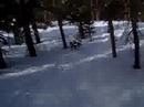 Tree riding Tree riding