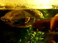 videos de Updated 60 Gallon Turtle Tank