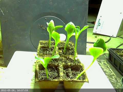 how to collect zucchini seeds