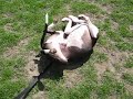 charlie roll around charlie roll around
