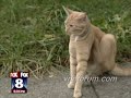 Racist roaches attack black neighborhood