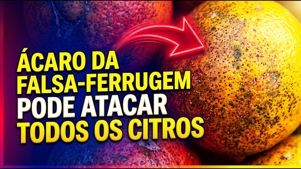 Ácaro da falsa-ferrugem pode atacar todos os citros.