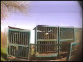 Animal Abuse!!  Ringling Brothers and Carson / Barnes Circus