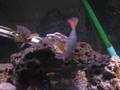 Red Tiger Motaguense cichlids breeding