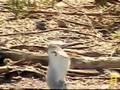 Heron swallows really big fish