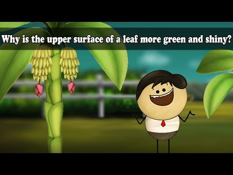 Why is the upper surface of a leaf more green and shiny? | #aumsum #kids #science - YouTube