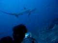 Thresher Shark by Fun & Sun Dive Center, Malapascua Island