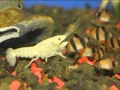 Видео - Раки в аквариуме