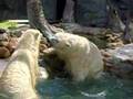 Polar Bear Fight 