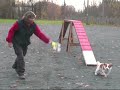 191108: Winnie training agility 191108: Winnie training agility