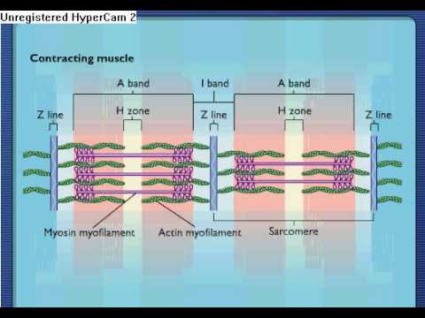 A look at a skeletal muscle sarcomere contracting.