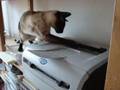 videos de Cat vs Machine